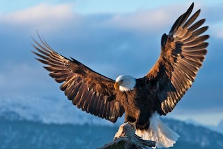 Eagle